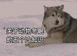 《电竞比赛规则冷知识大盘点》的简单介绍